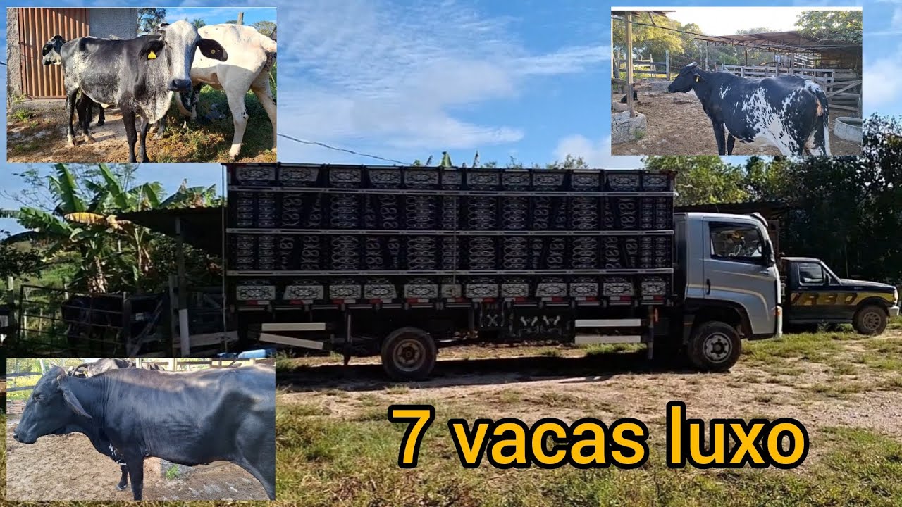 #202.Viagem de 1.000km. Divinópolis,MG. Só vacas luxo!!👏🏻👏🏻👏🏻