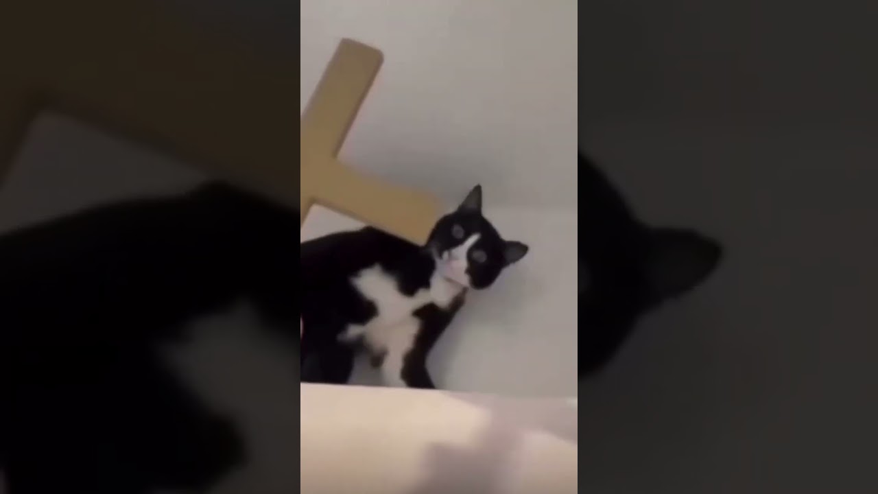 Animals dark joke 