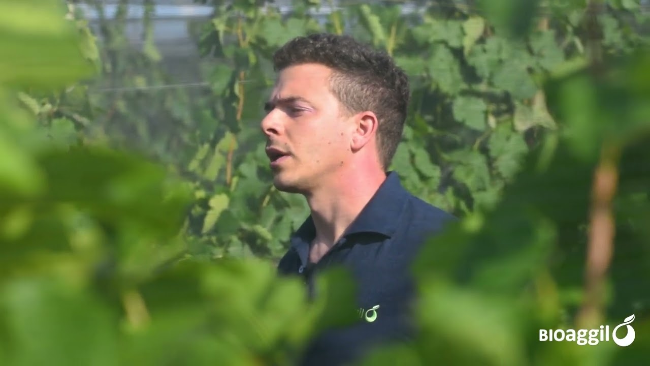 Plan de fertilización de alta producción para cultivo de vid.