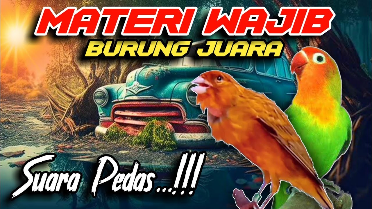 Kenari vs Lovebird Buat Masteran Murai Batu Kacer Cucak Ijo Biar Suara Keras @n17channel_kenarigacor