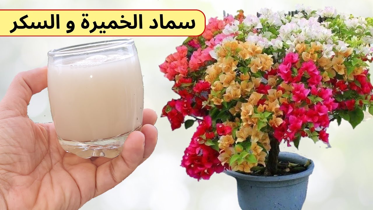 سماد الخميرة و السكر، يعمل على تقوية وتسريع نمو النباتات, أصح طريقة لعمل سماد الخميره و العسل