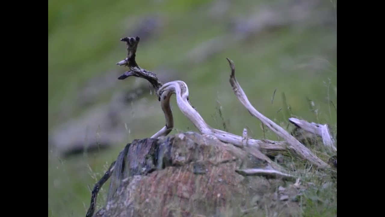 LES GRANGES DU MOUDANG ARAGNOUET  hautes pyrénées