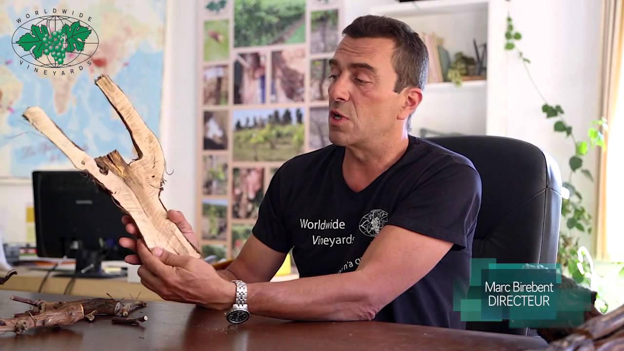 L'esca et l'influence du type de greffe Explication par Marc Birebent
