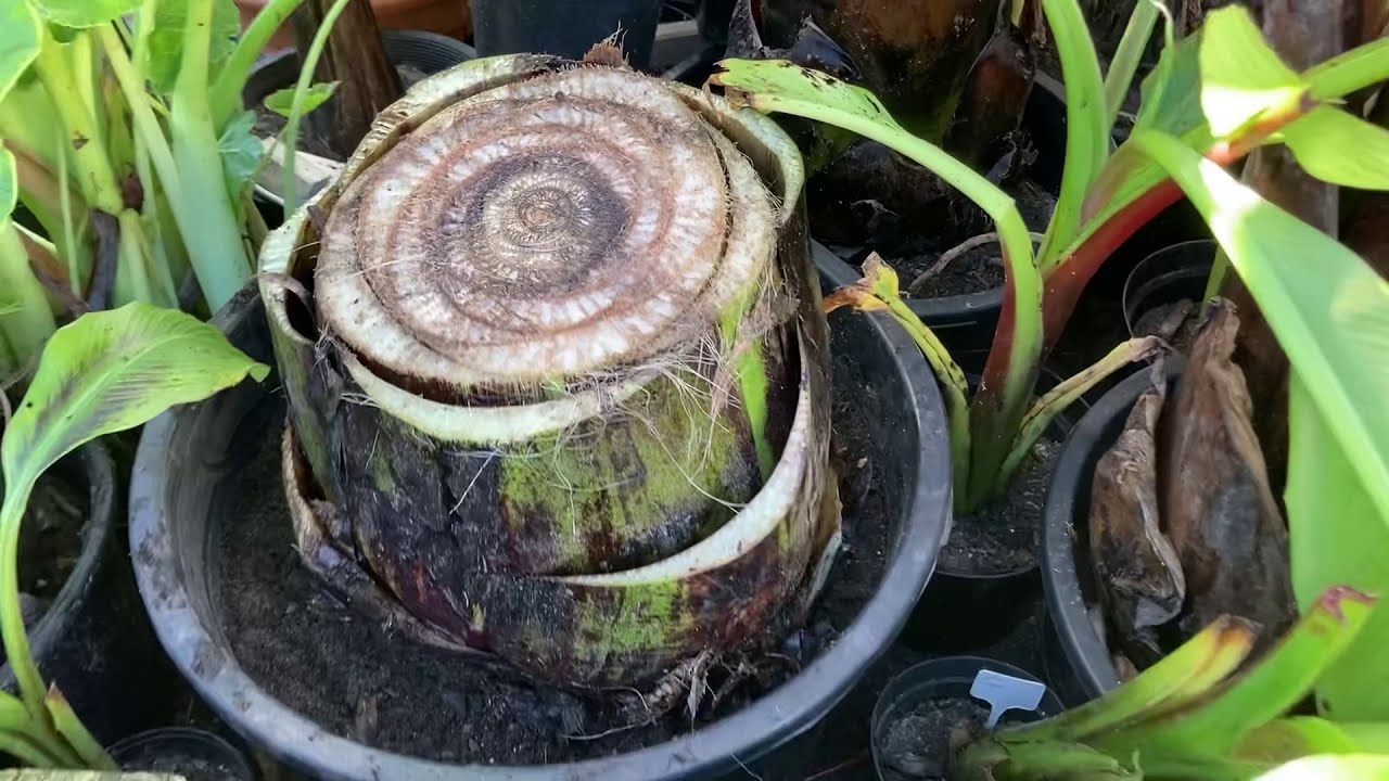 Zimowanie bananów , ratowanie dużego Ensete ventricosum green 21.02.2021.