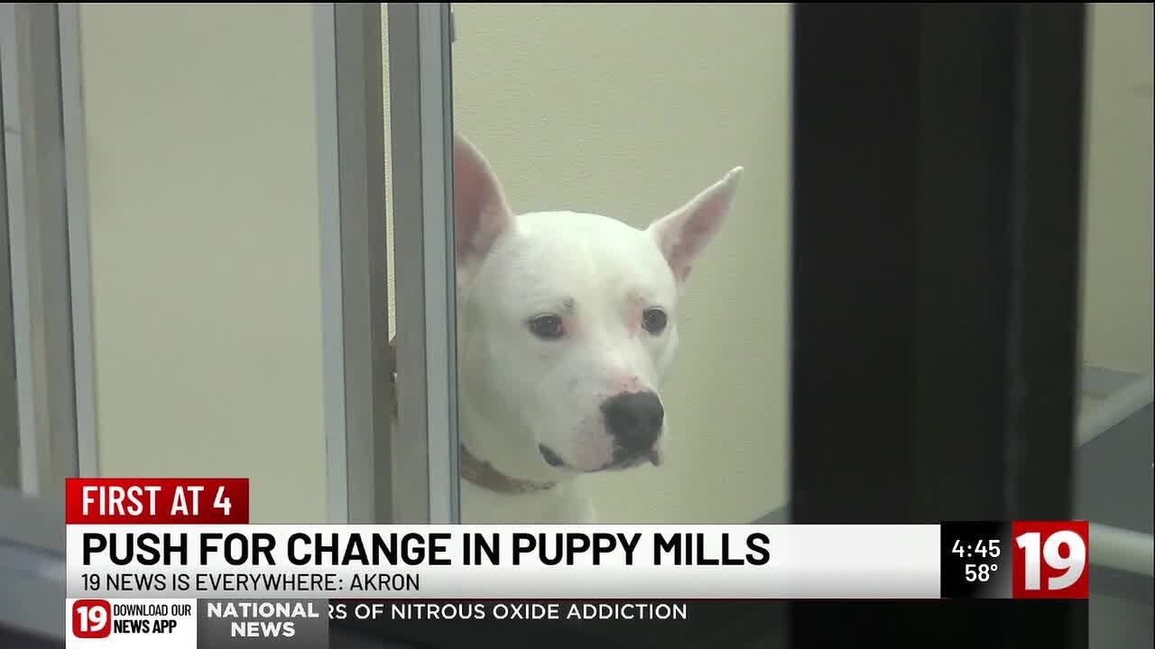 Ohio puppy mill bill targets inspections, veterinary oversight