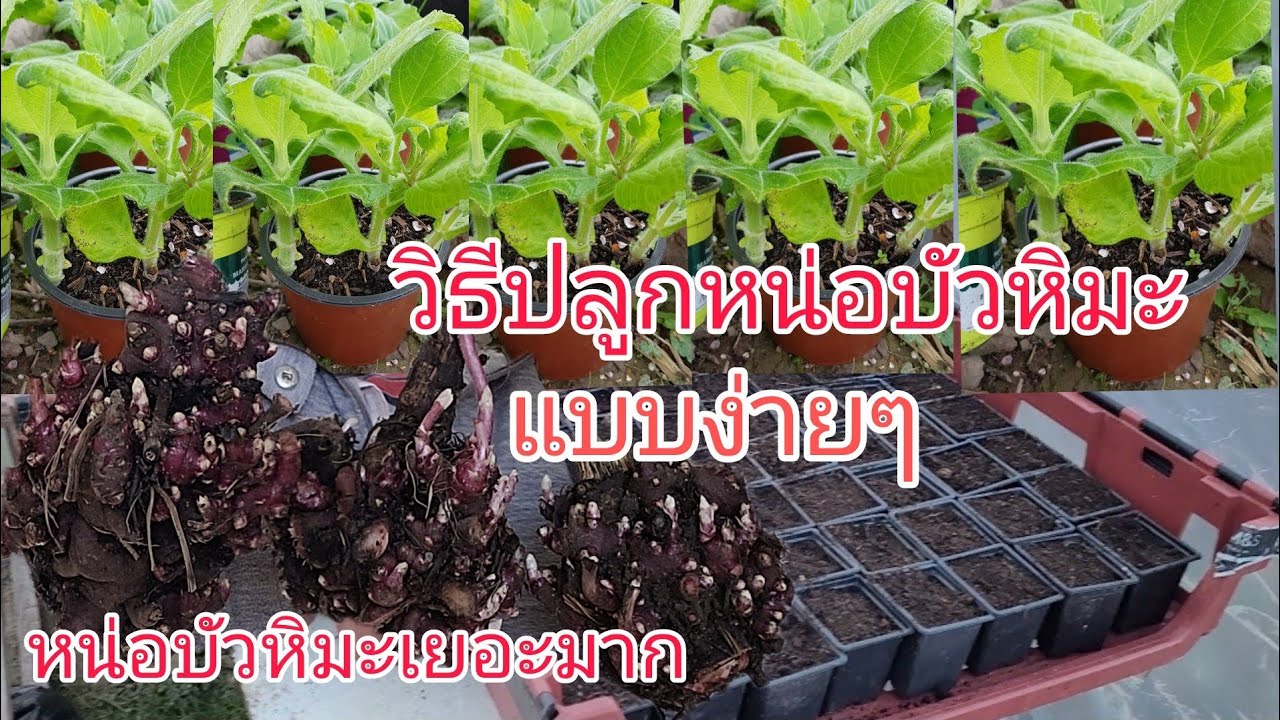 วิธีปลูกหน่อบัวหิมะแบบง่ายๆ|How to grow Yacon @Kai thai in uk channel