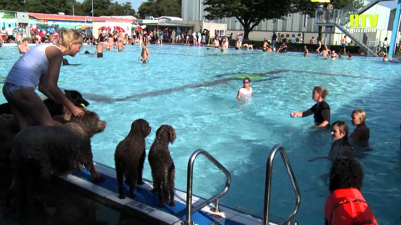 Doggie dive in zwembad de Vosse Hillegom