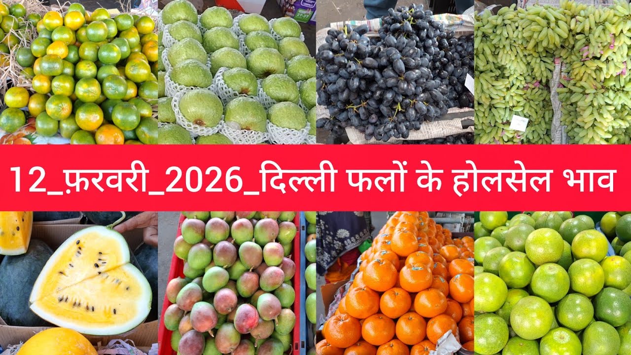 12 February 2026 दिल्ली आम और सभी फलों के भाव delhi fruit market price APMC fruitmarket #fruitmarket