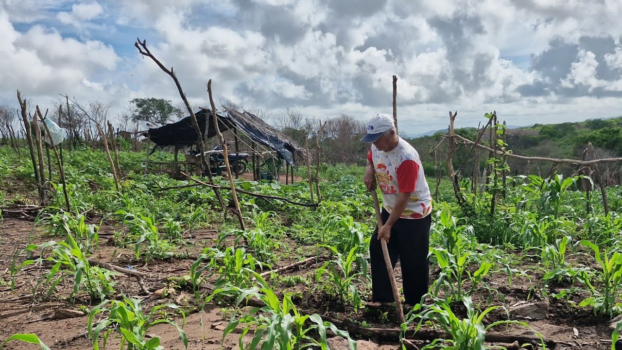 Caiu uma forte chuva 🌧na roça e o agricultor teve uma grande surpresa quando viu a roça toda molhada