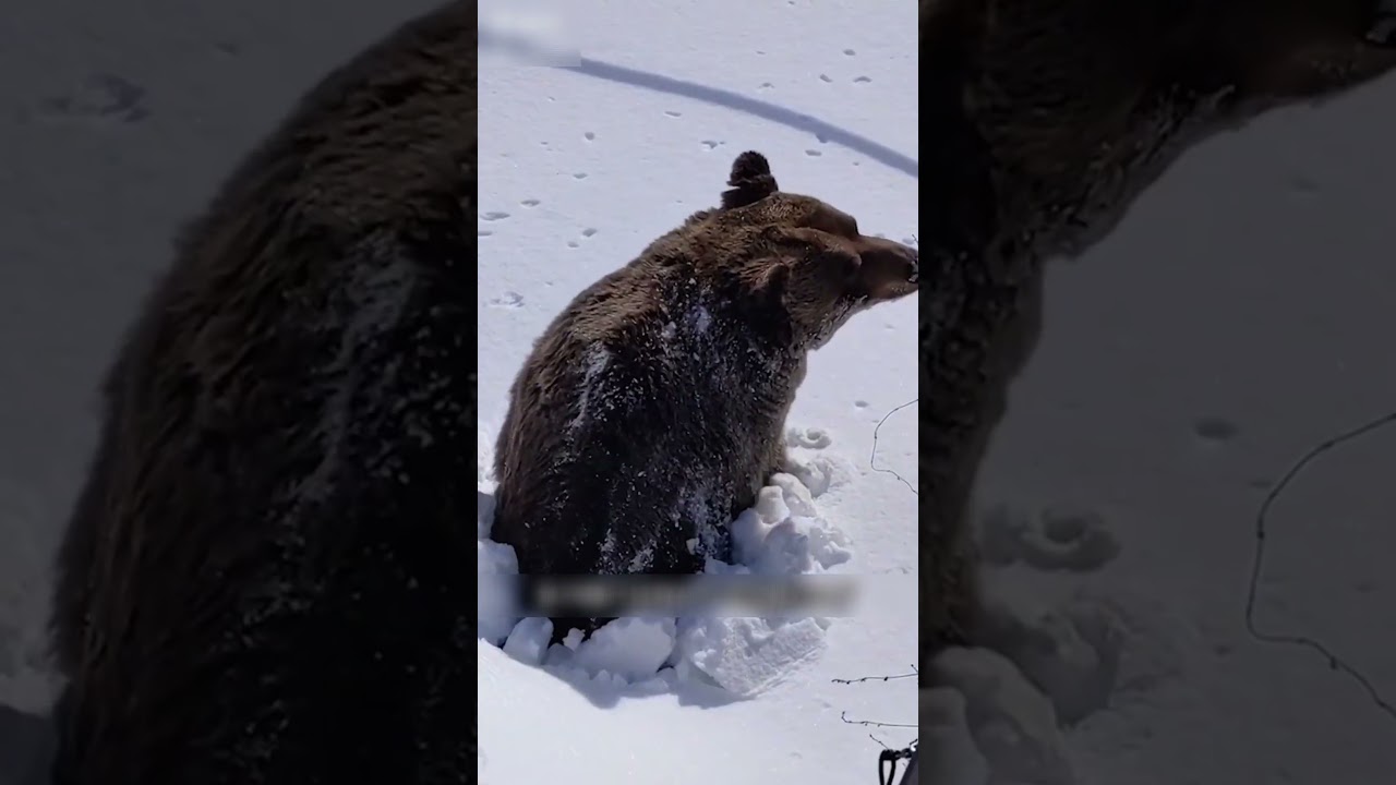 Что делать, если разбудил медведя зимой?