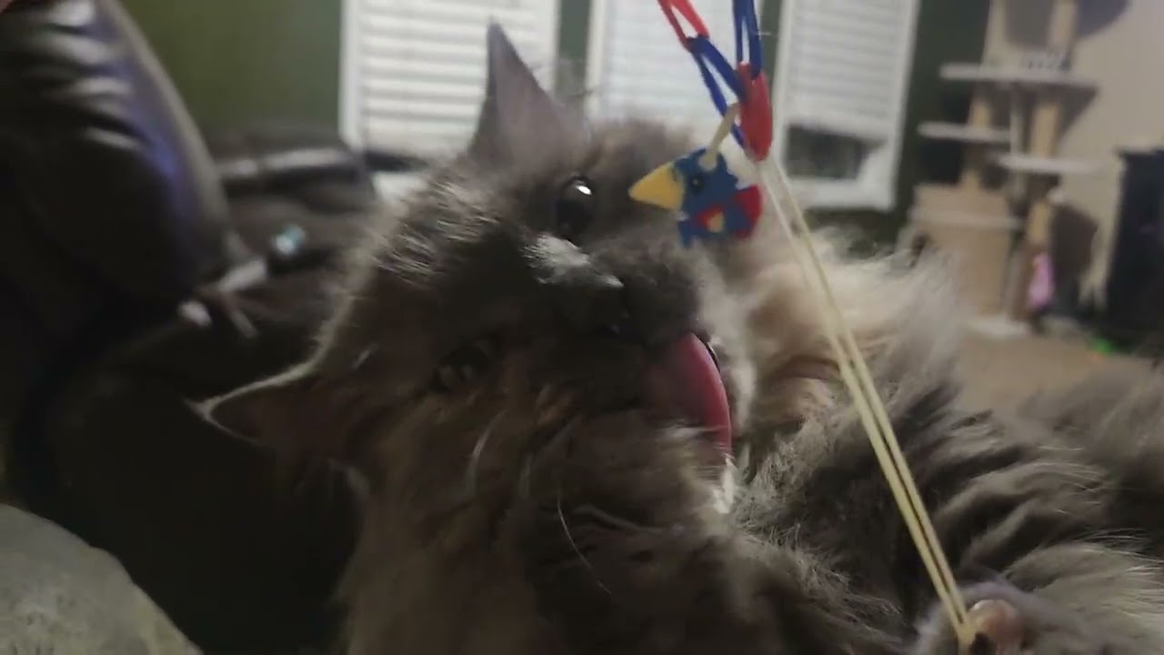 For Cat Lovers Only