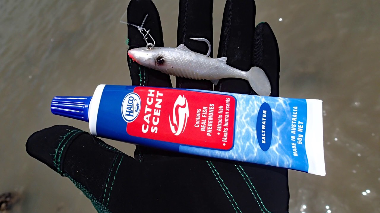 [Vol. 93] Barramundi by land based using Halco Catch Scent