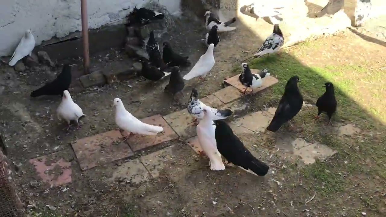 Pigeon Pakistani Tani 11