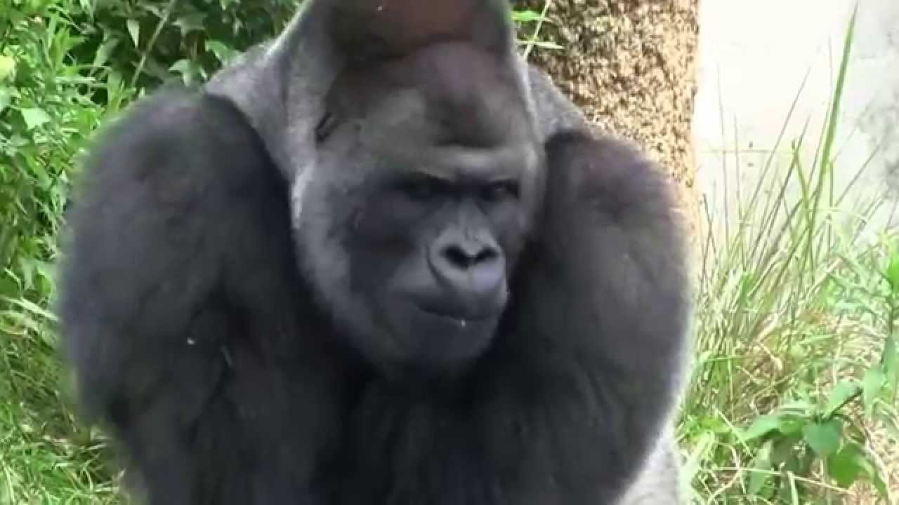 シャバーニのドラミング＆シャックリ Gorilla drumming & hiccup