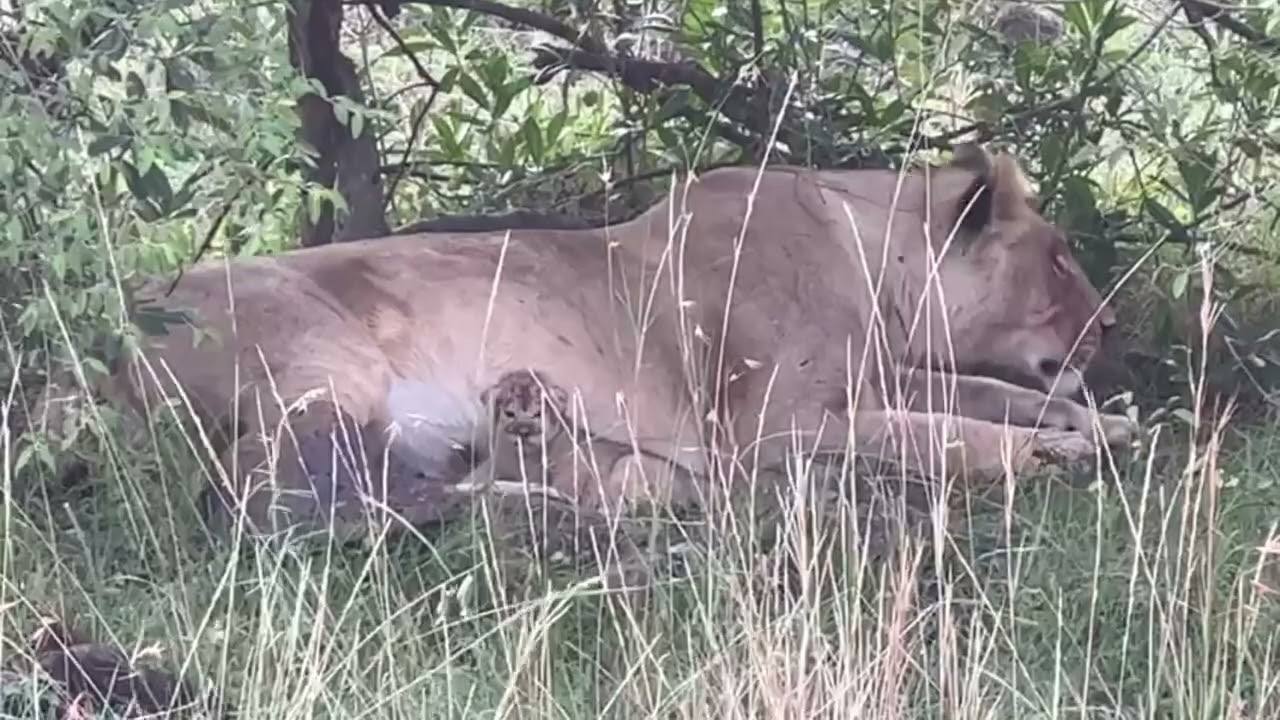 Lion cubs 3