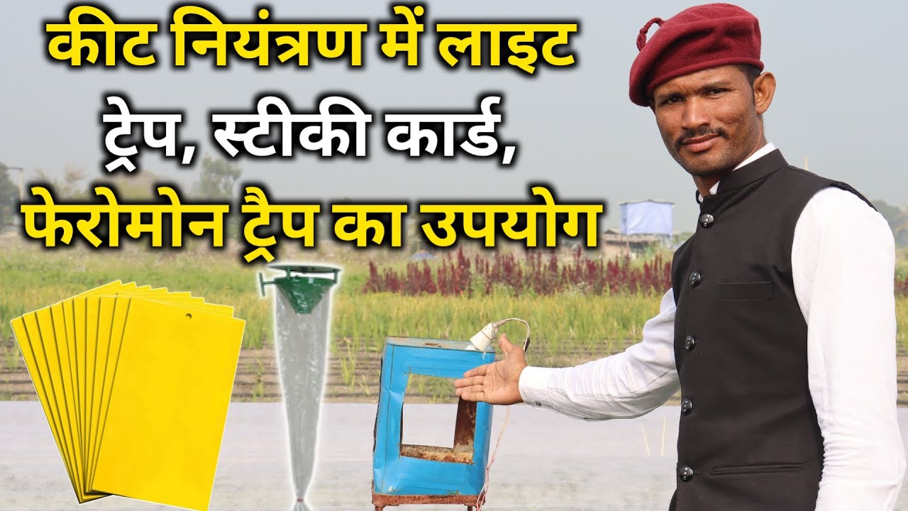 कीट नियंत्रण में लाइट ट्रैप, स्टिकी कार्ड, फेरोमोन ट्रेप का उपयोग और महत्व || organic insect control