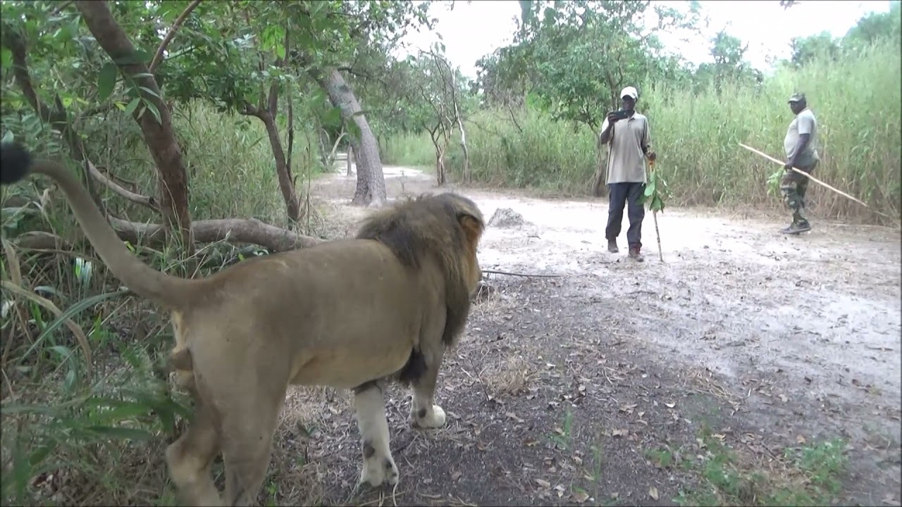 Lion Encounter, Delta du Saloum National Park, Senegal