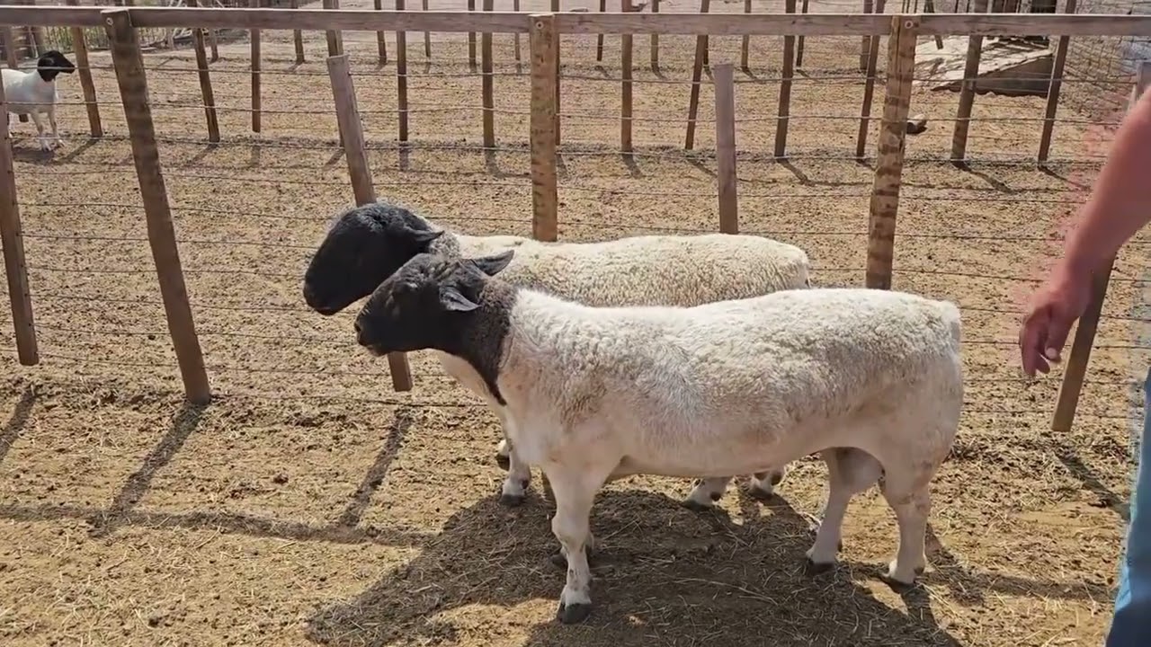 Comparação Dorper vs  Meatmaster; Qual o Melhor  Qual Dessas Raças Tem Mais Destaque No BRASIL