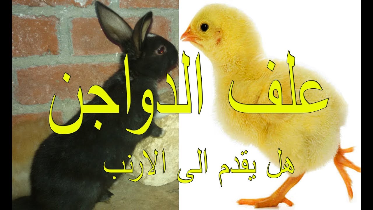 هل ياكل الارنب علف بادى علف الفراخ ؟؟؟هام جدا جدا