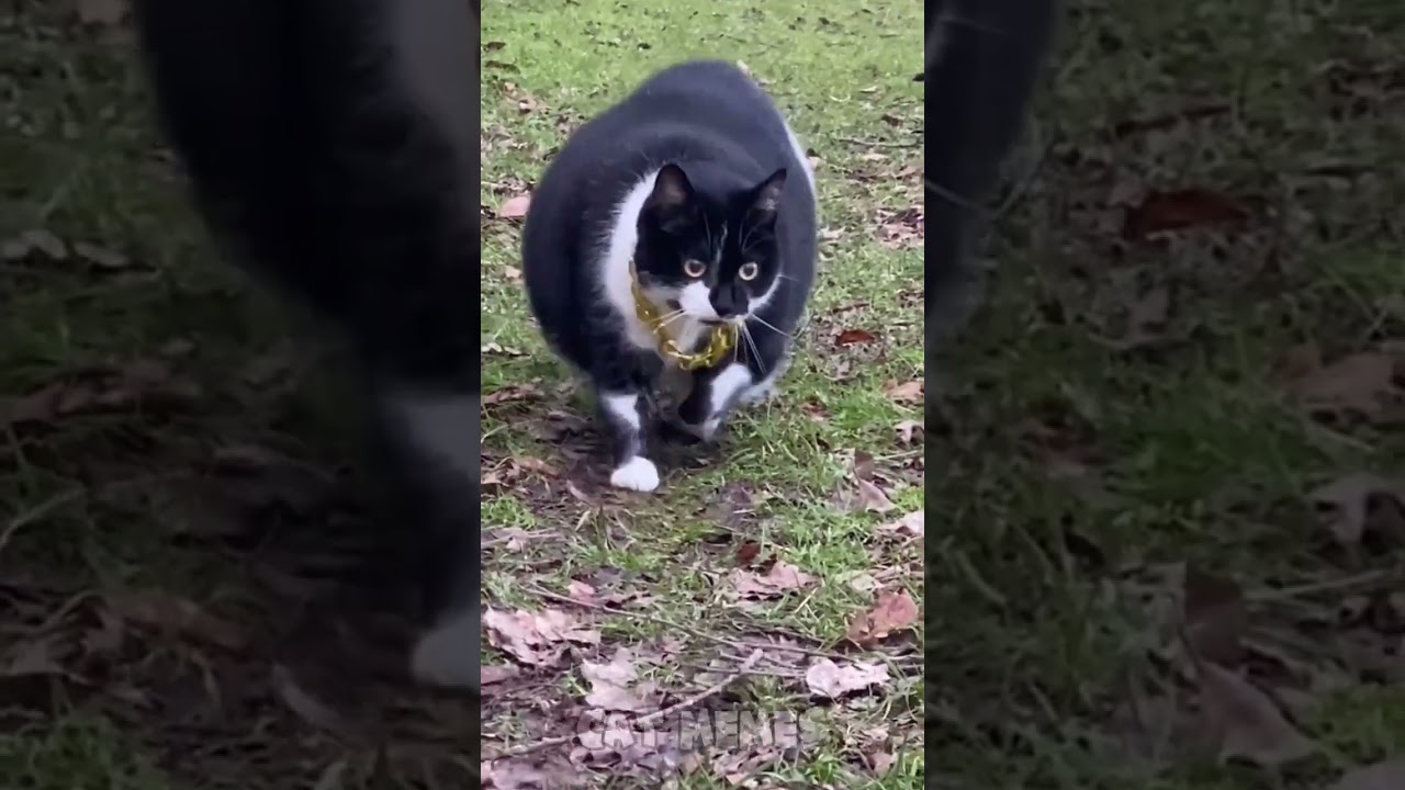 🐱Cat memes skibidi dop dop dop yes yes yes
