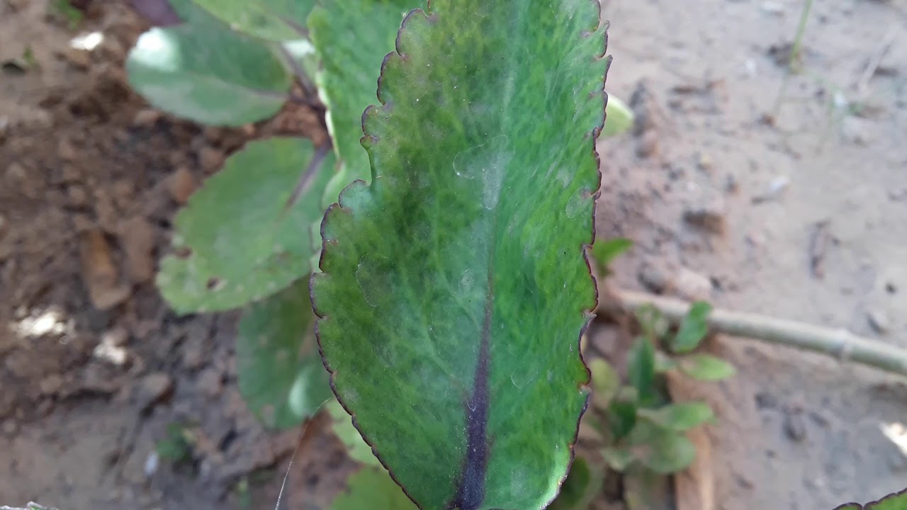 How to grow patharchat  (zakham-e-hayat)and it's care and propagation