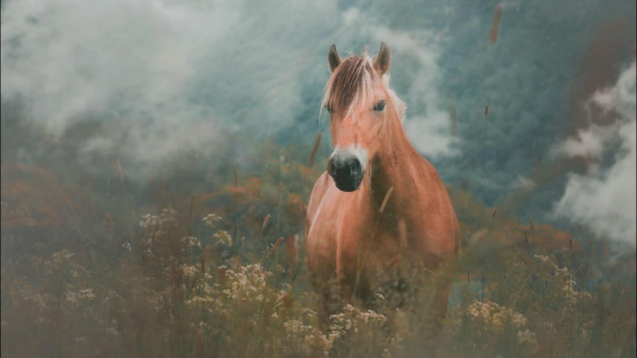 October | Norwegian Fjord Horse Music Video
