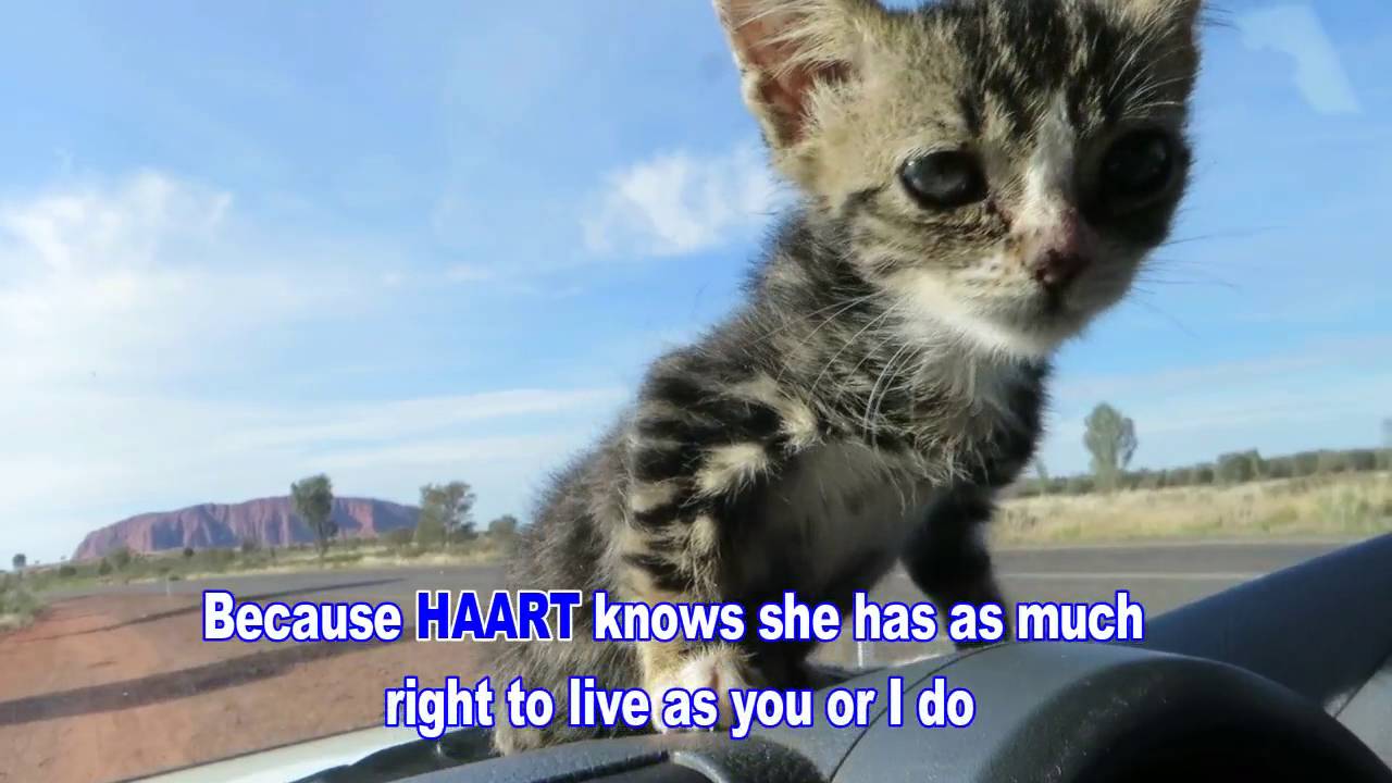 Monkey the miracle kitten rescue