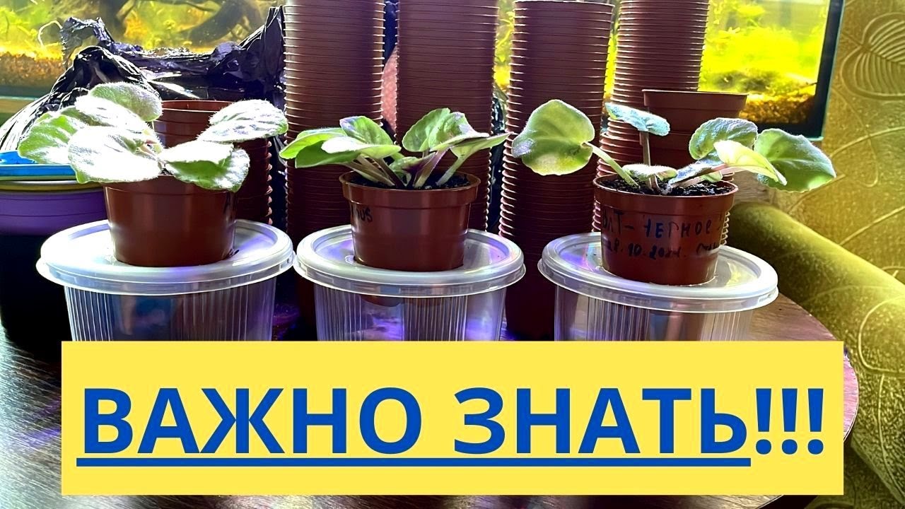 Хочешь КРУТО выращивать ФИАЛКИ? Тогда эти 2 ВЕЩИ ОБЯЗАТЕЛЬНО должны у тебя БЫТЬ! Торф и Горшки.