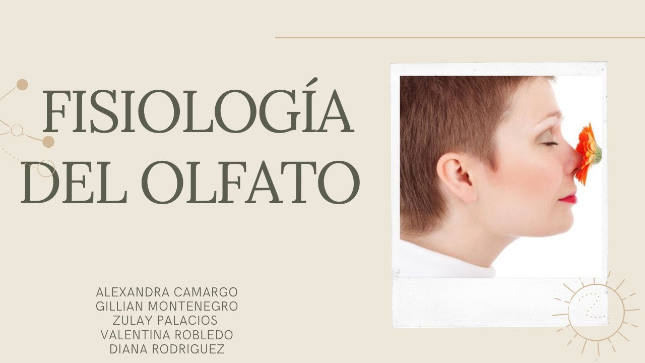 Fisiolog&iacute;a del olfato