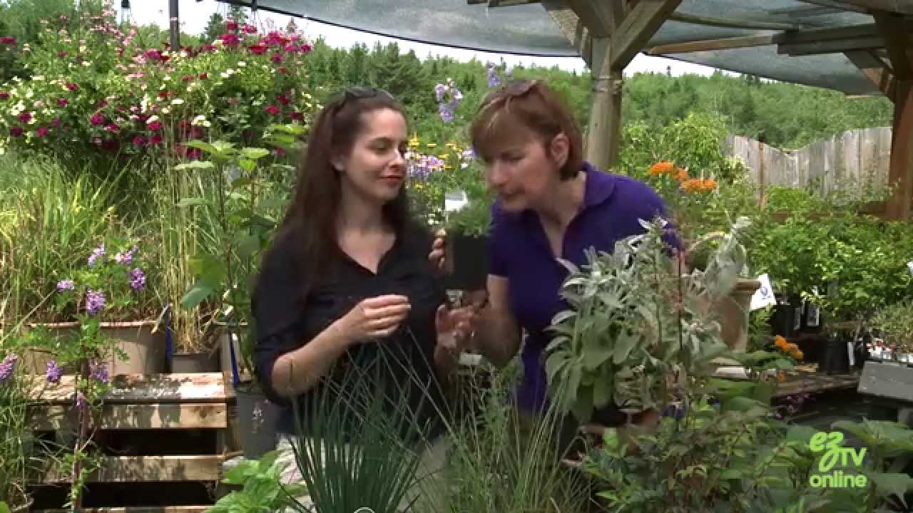 Как не допустить оленей в ваш сад