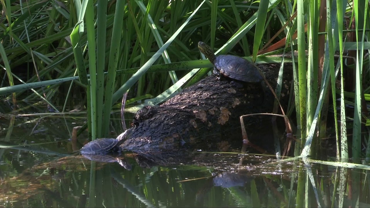 Emys orbicularis: reintroduzione della testuggine palustre europea