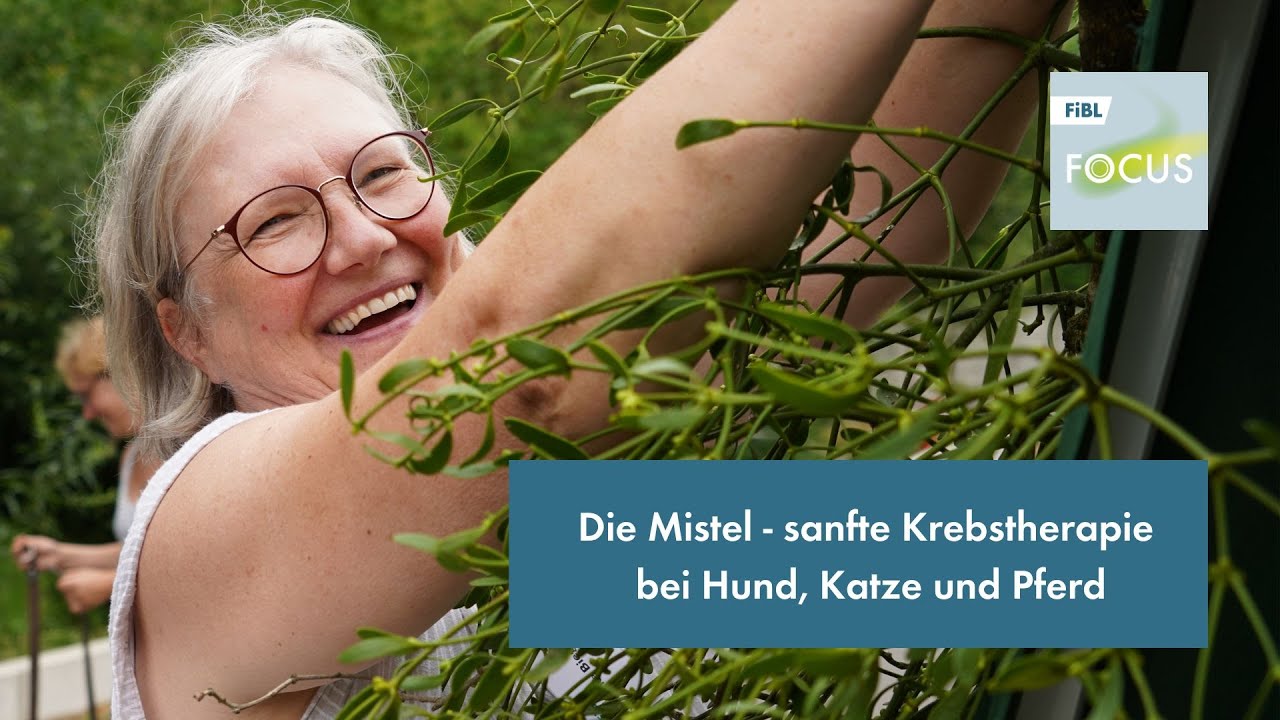 FiBL Focus 25: Die Mistel am FiBL - Krebstherapie bei Hund, Katze und Pferd