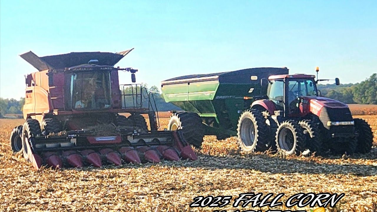 2025 FALL CORN HARVEST 🌽 CASE IH 7250 HARVESTING CORN WITH 8 ROW GERIEGOFF CORN HEAD 
