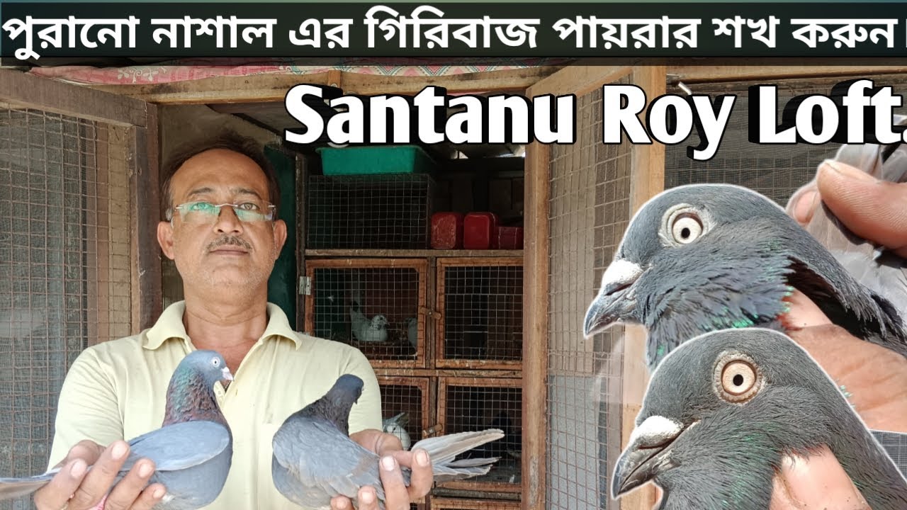 Old Generation Giribaj Kabootar !!🕊️পুরানা নাশাল গিরিবাজ Pigeon Santanu Roy Loft !!#pigeon #kabootar