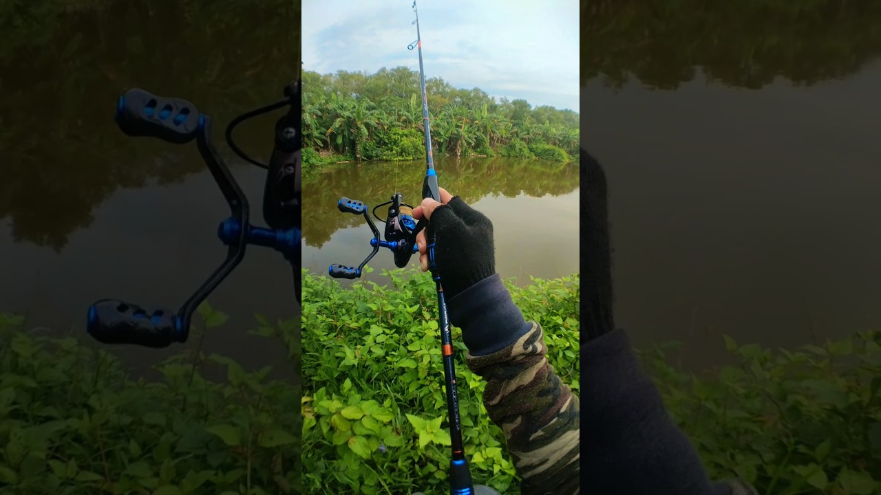 JORAN DAIDO BLUE FIN CASTING UL 210CM 2-4LB #daido #jorandaido #daido