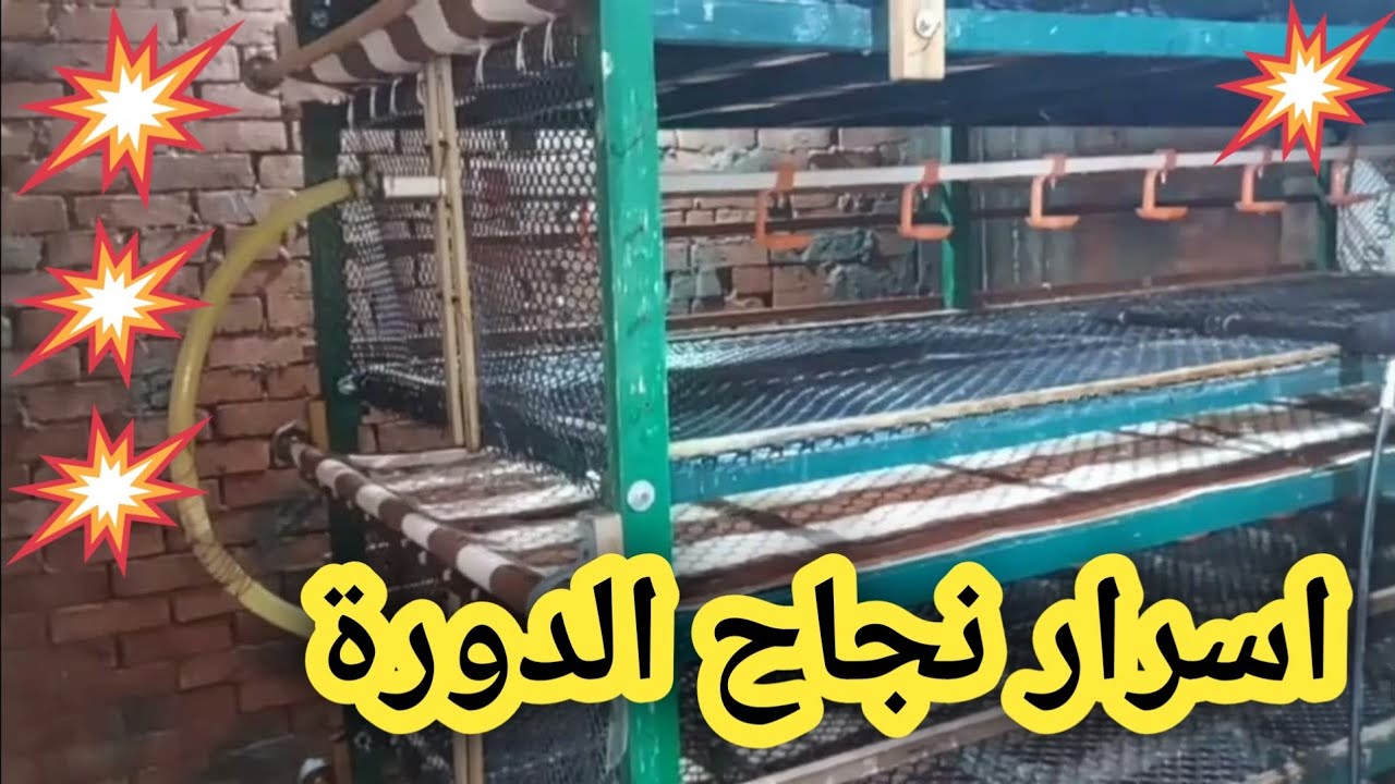 #خطوات #تطهير #عنابر #الدواجن ونصائح لنجاح المشروع #تربية_الدواجن #مشروع_مربح