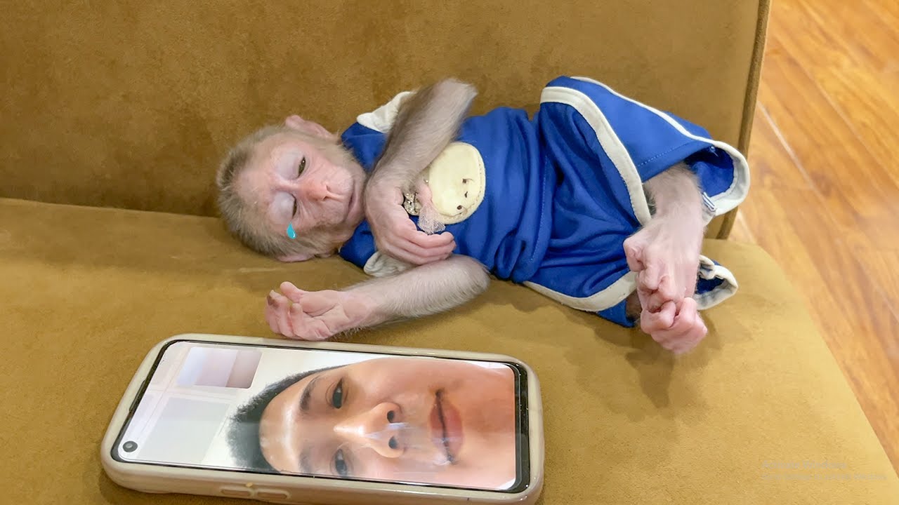 Heart melting! Monkey Cubis cries when meeting Dad