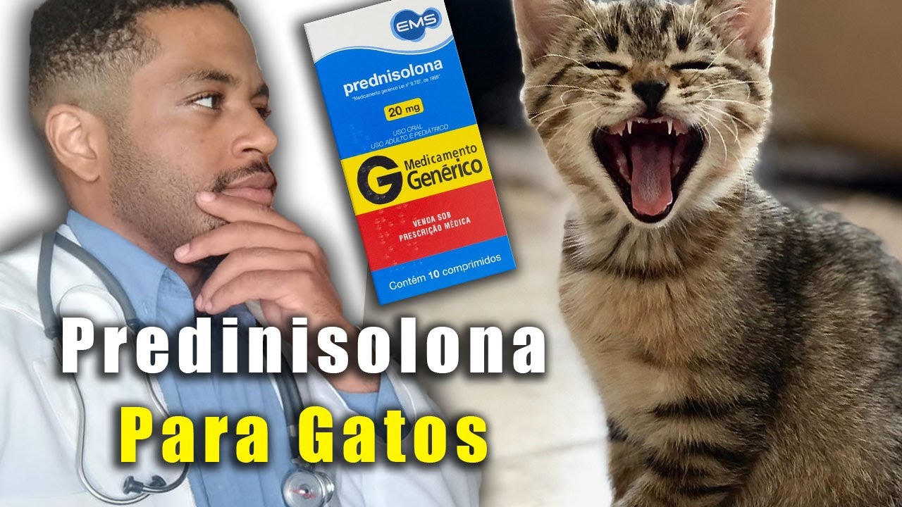 PREDNISOLONA para gatos dosagem, INDICAÇOES E COLATERAIS.