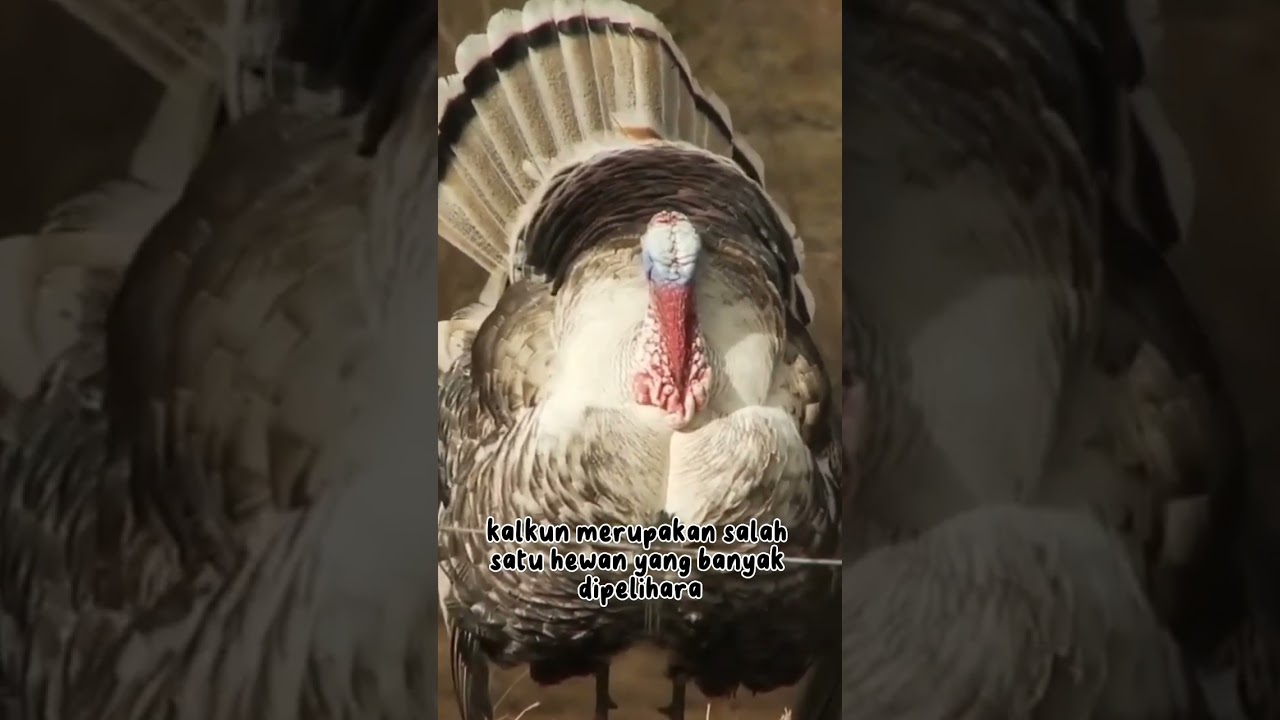 KALKUN BISA BERTELUR TANPA DIBUAHI?! #animallover #hewanlucu #coolanimals #kalkun #burung