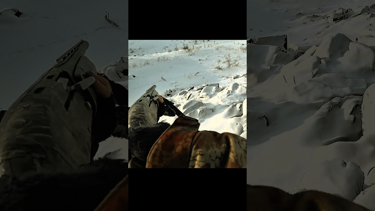 Первая охота на зайца: Советы для новичков #hunting #chass #wildhunting #охота #охотанакроликов
