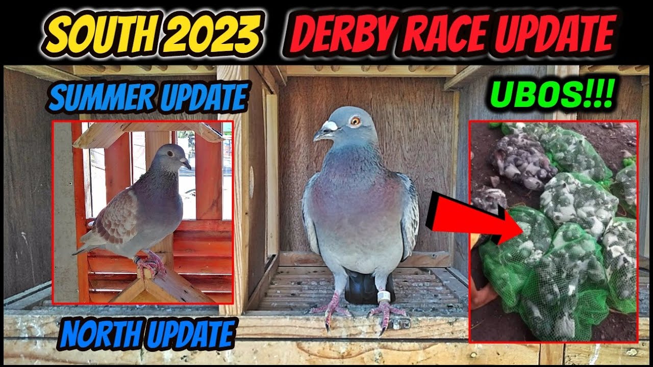 ANO ANG NANGYARI SA MGA PANG SOUTH? DERBY RACE UPDATE, SUMMER 23 AND NORTH 23 UPDATE