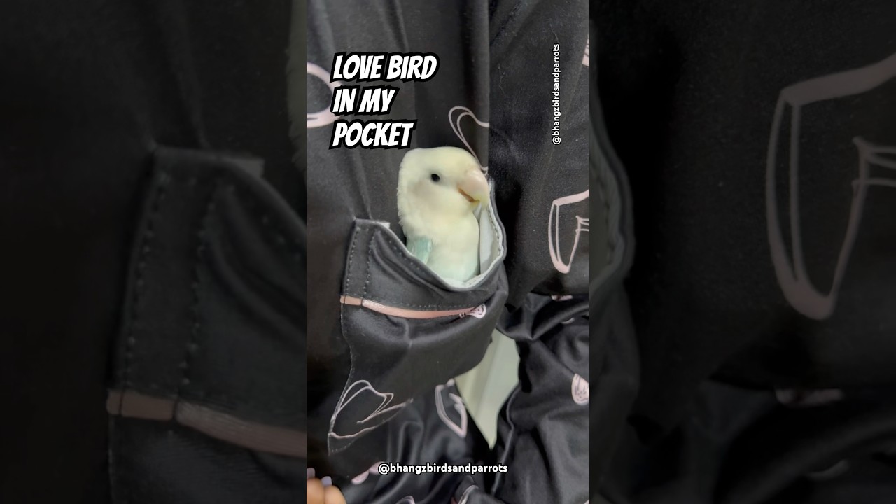 He played in my pocket before I go to bed #birds #shortsviral #viralshort #viral #viralvideo #fyp