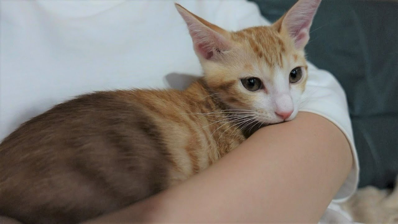 眠くなると抱っこされにやってくる子猫