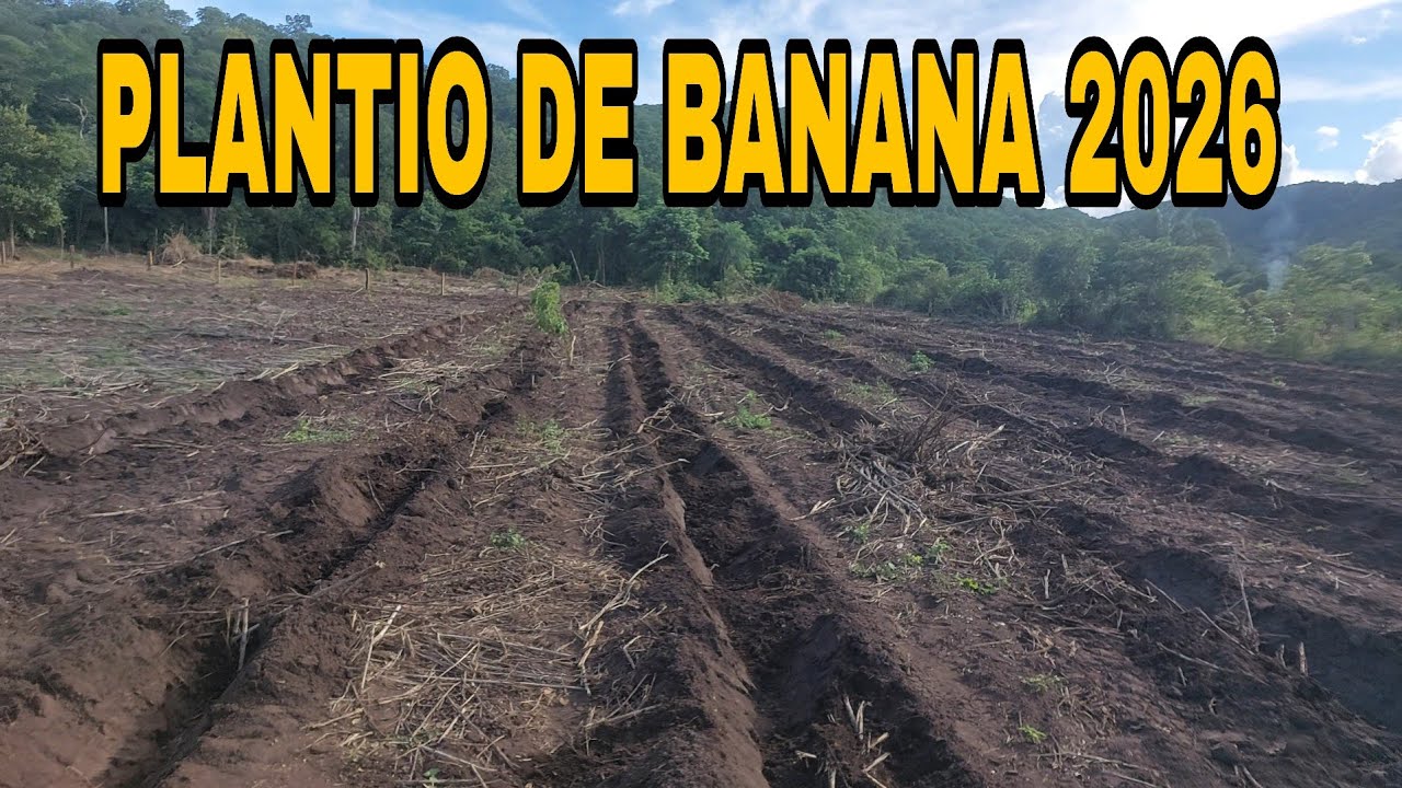 Plantando mais uma roça de banana, variedade BRS TERRA ANÃ 2026