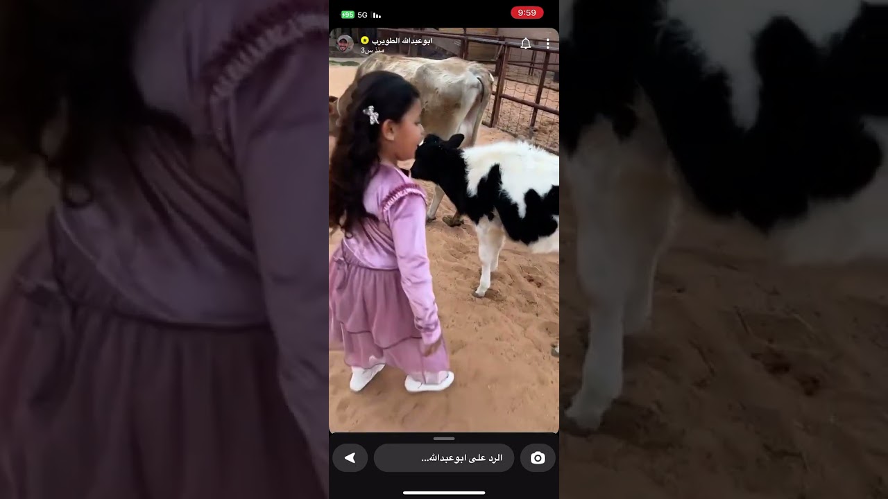 ابوعبدالله الطويرب وبناته يرضعن الغنم ويحلبن البقر😍🐐🐄.