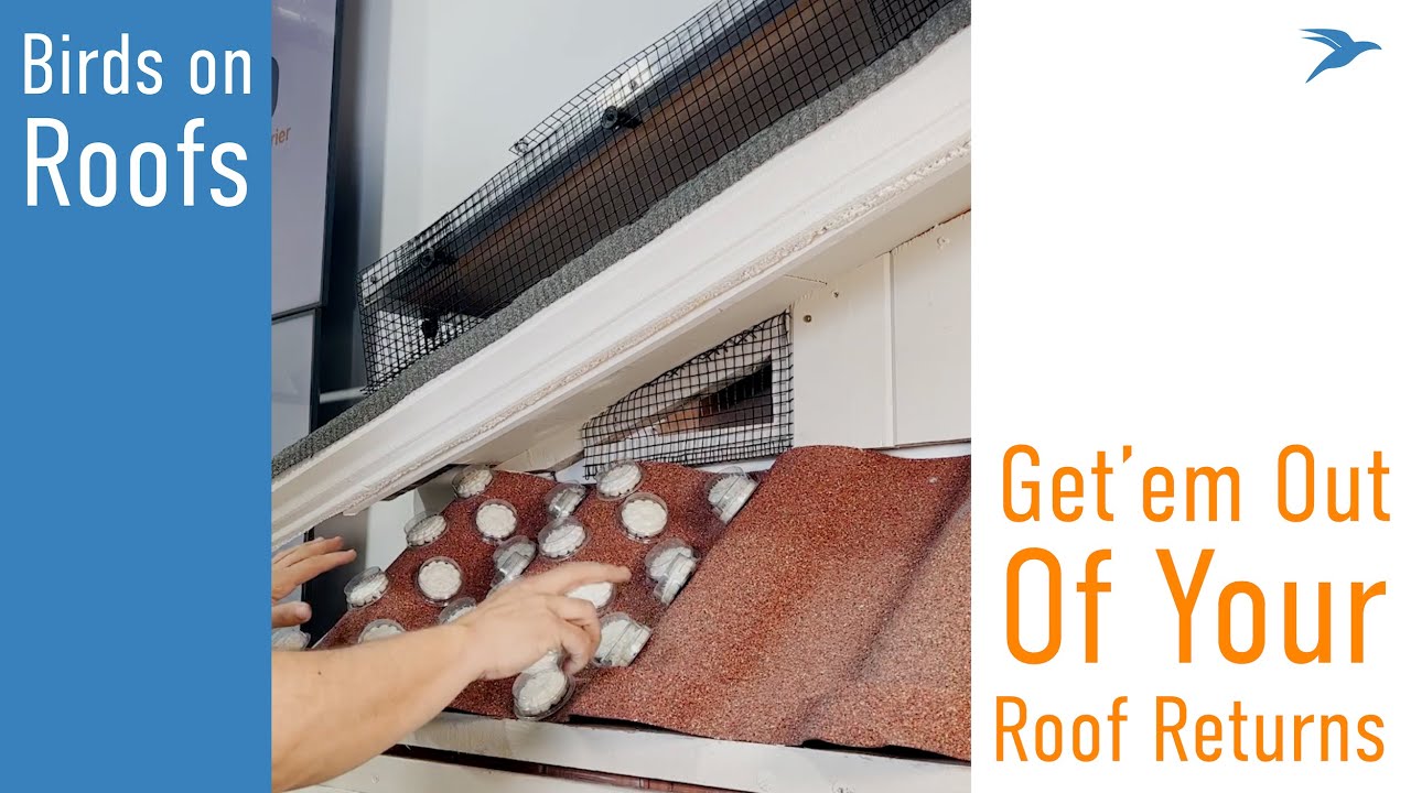 Bird's Eye View: Solving Birds in Roof Returns