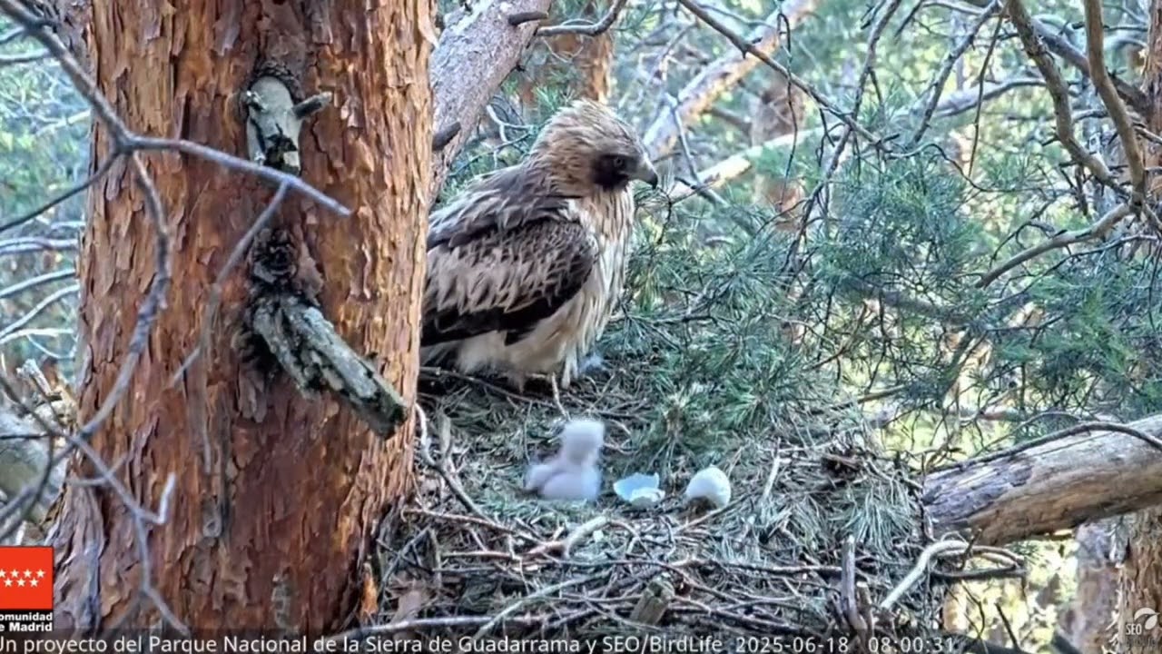 Águila calzada, Donde la vida quiso brotar… y la inanición puso fin- Princess y Lizard