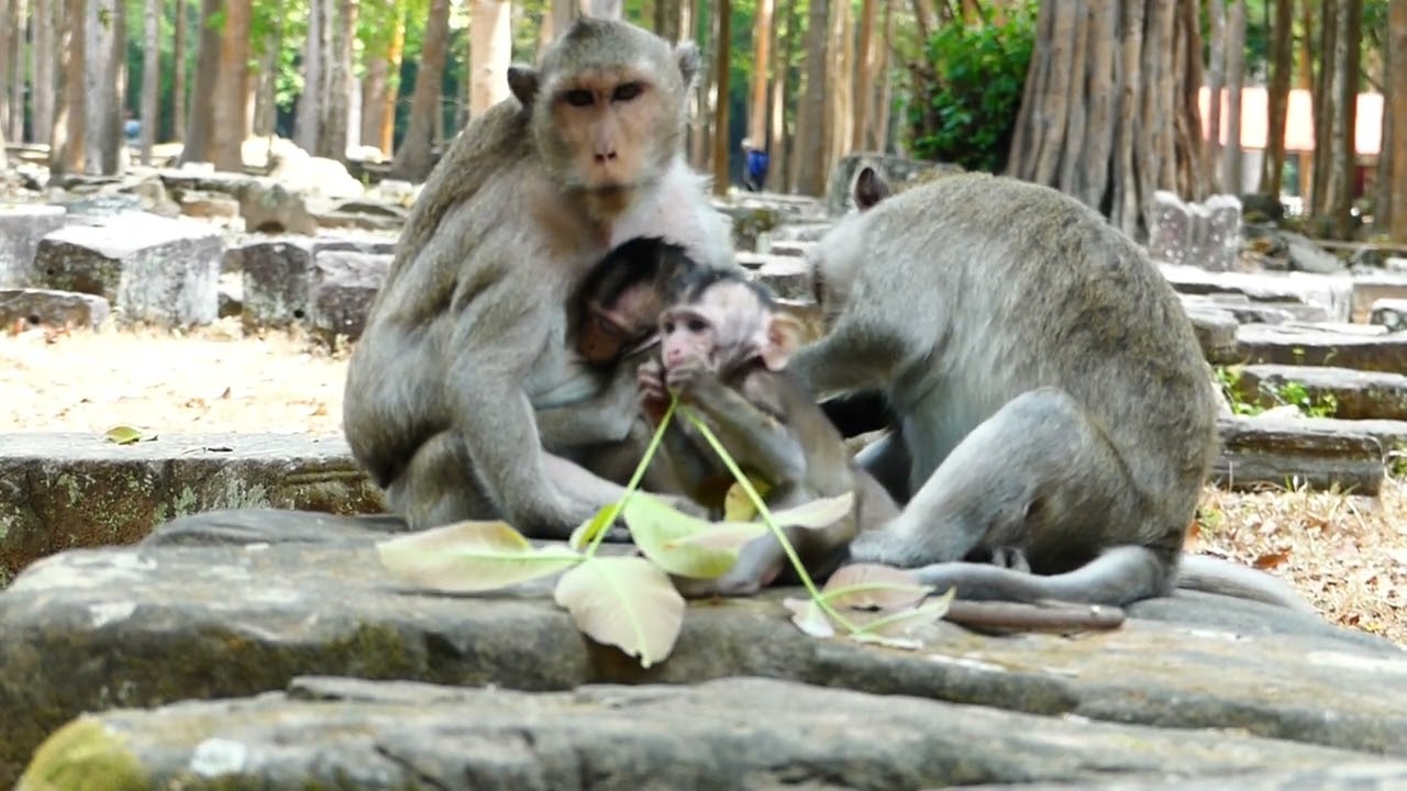 Fitable for monkey life daily show