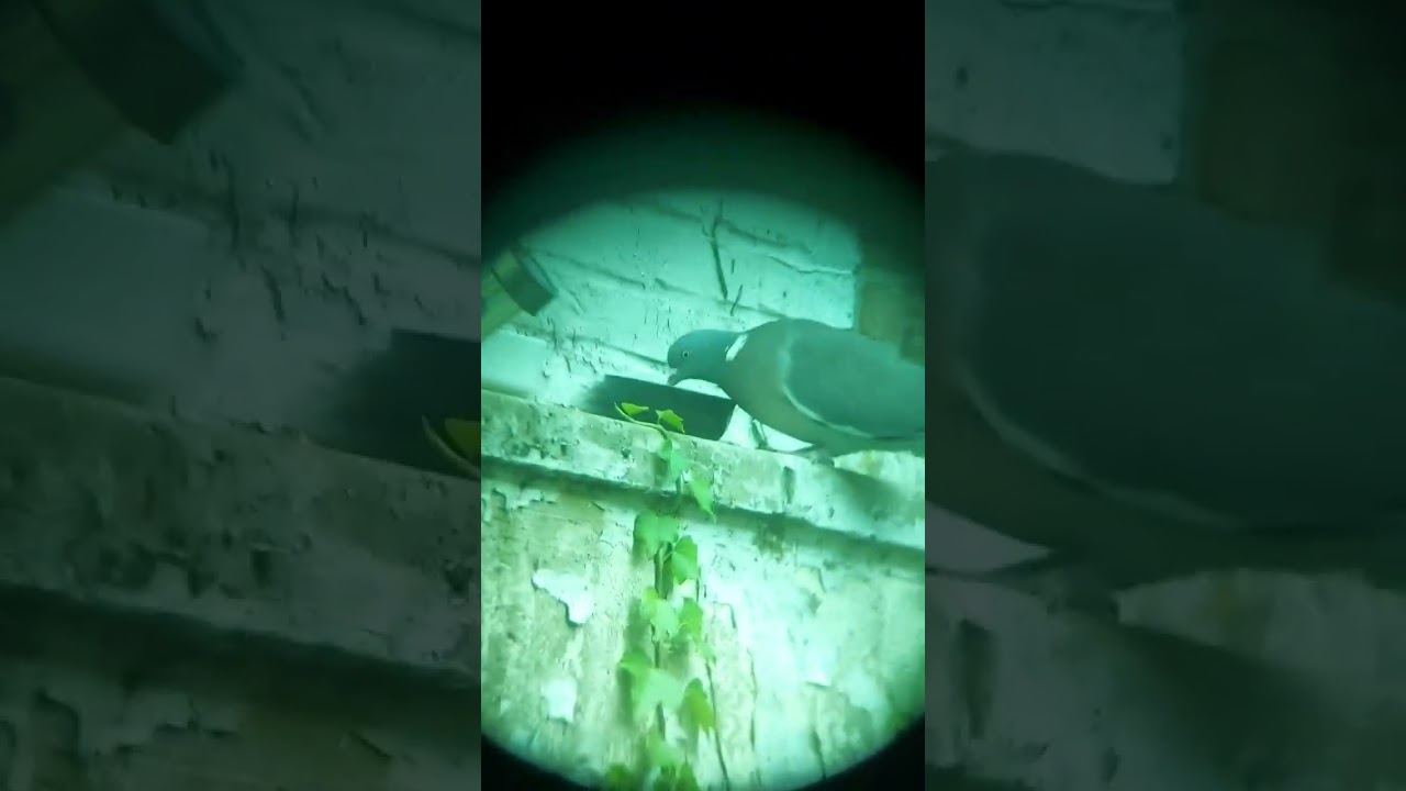 Pigeon film&eacute; &agrave; travers des jumelles