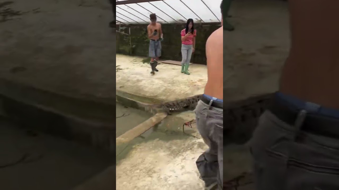 Conspiracy 3 crocodile group#crocodile #FunnyCrocodiles #animals